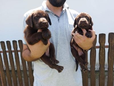 Labrador retriver, okoladno leglo  